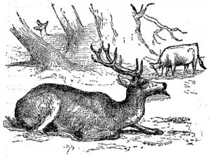 The Sick Stag