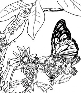 theButterflyGarden